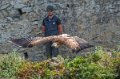 vautour-a74_06464