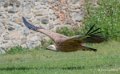 vautour-a74_06465