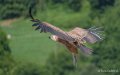 vautour-a74_06466