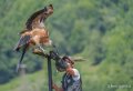vautour-a74_06468