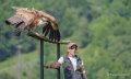 vautour-a74_06469