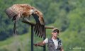 vautour-a74_06470