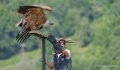 vautour-a74_06474