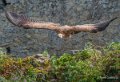 vautour-a74_06479