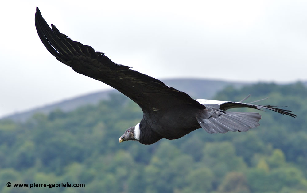 condor_3317.jpg