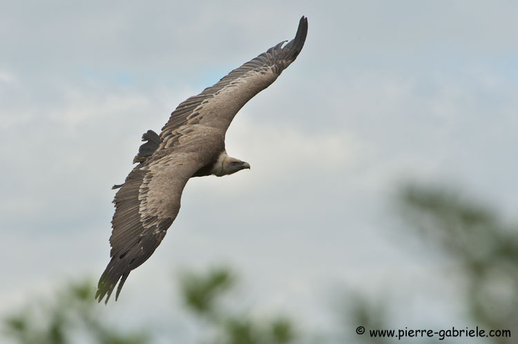 vautour_3335.jpg