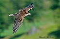 faucon_0336