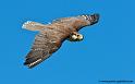 faucon_0362