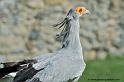 serpentaire_0369
