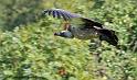 vautour_0470