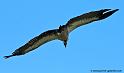 vautour_0473