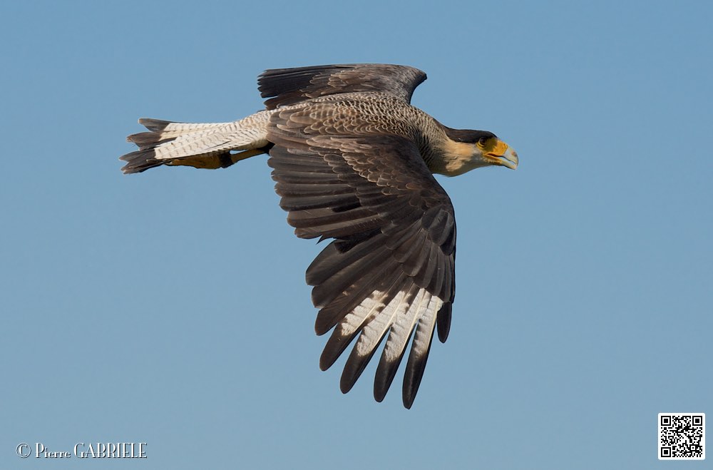 caracara_8548.jpg