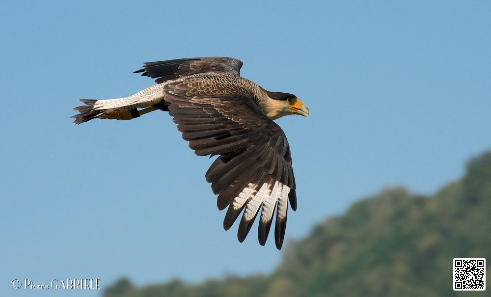 caracara_8549.jpg