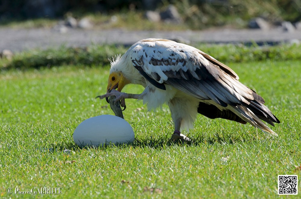 percnoptere_8487.jpg