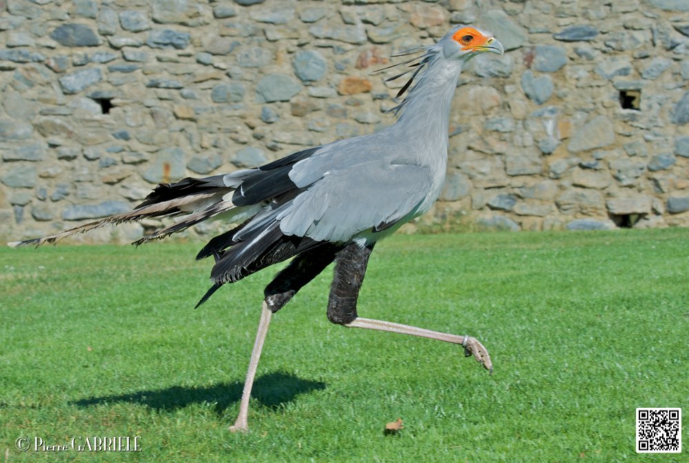serpentaire_8499.jpg