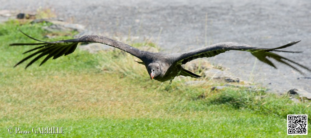 vautour-pape_8608.jpg