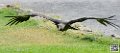 vautour-pape_8608