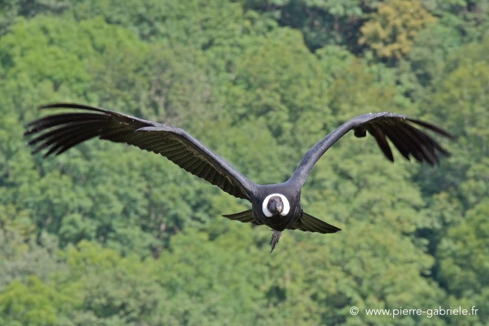 condor_2860.jpg
