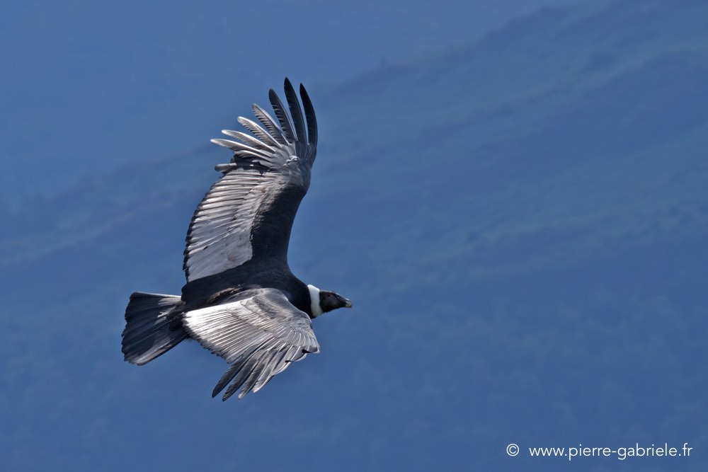 condor_2861.jpg