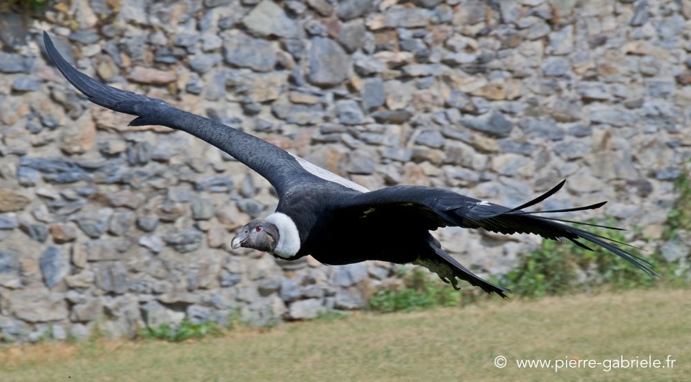condor_2882.jpg