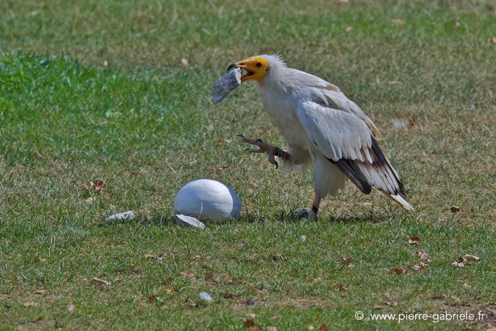 percnoptere_2723.jpg