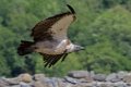 vautour_2833