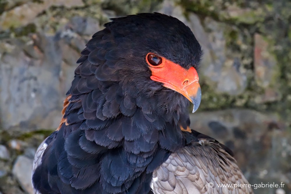 aigle-batteleur.jpg