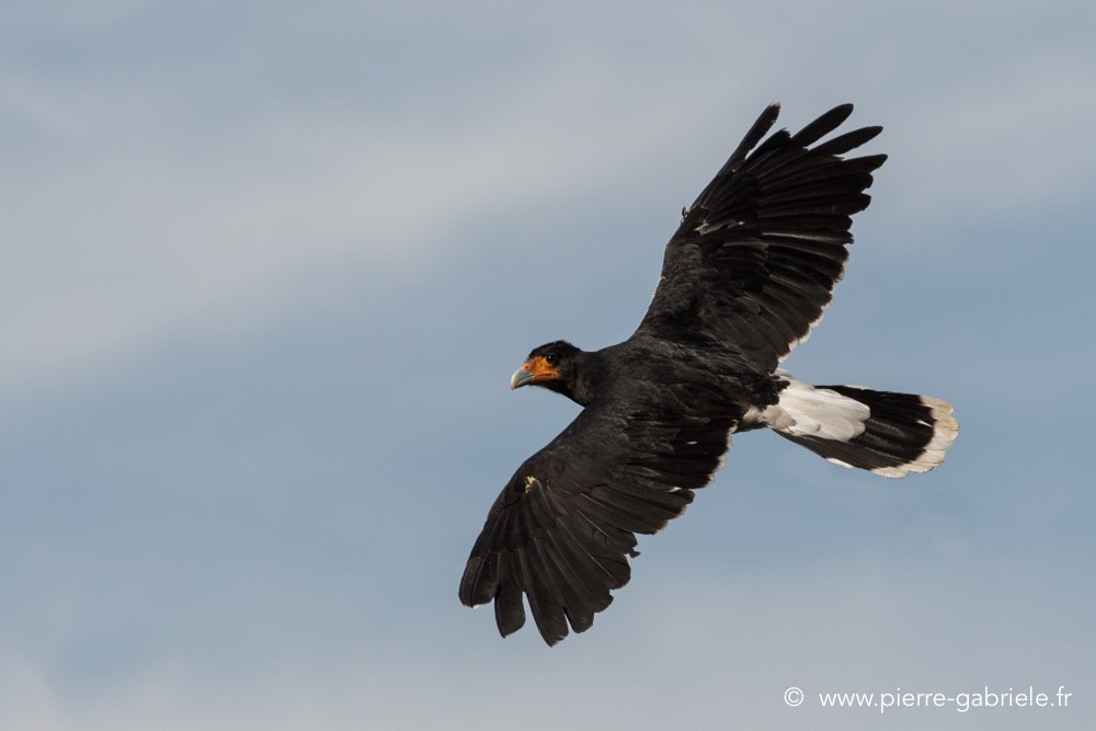 caracara-d500_8513.jpg