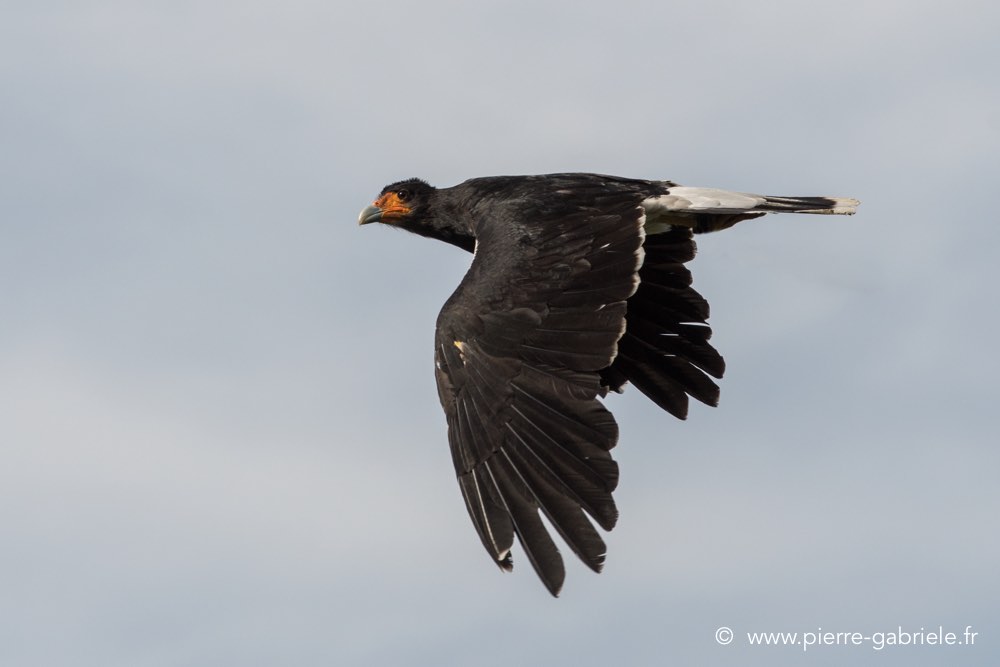 caracara-d500_8514.jpg