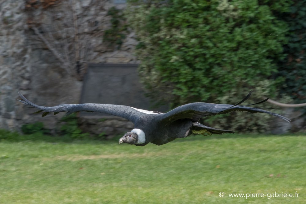 condor-d500_8582.jpg
