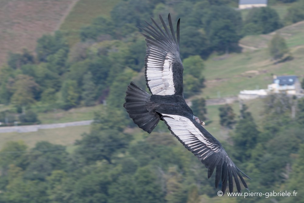 condor-d500_8588.jpg