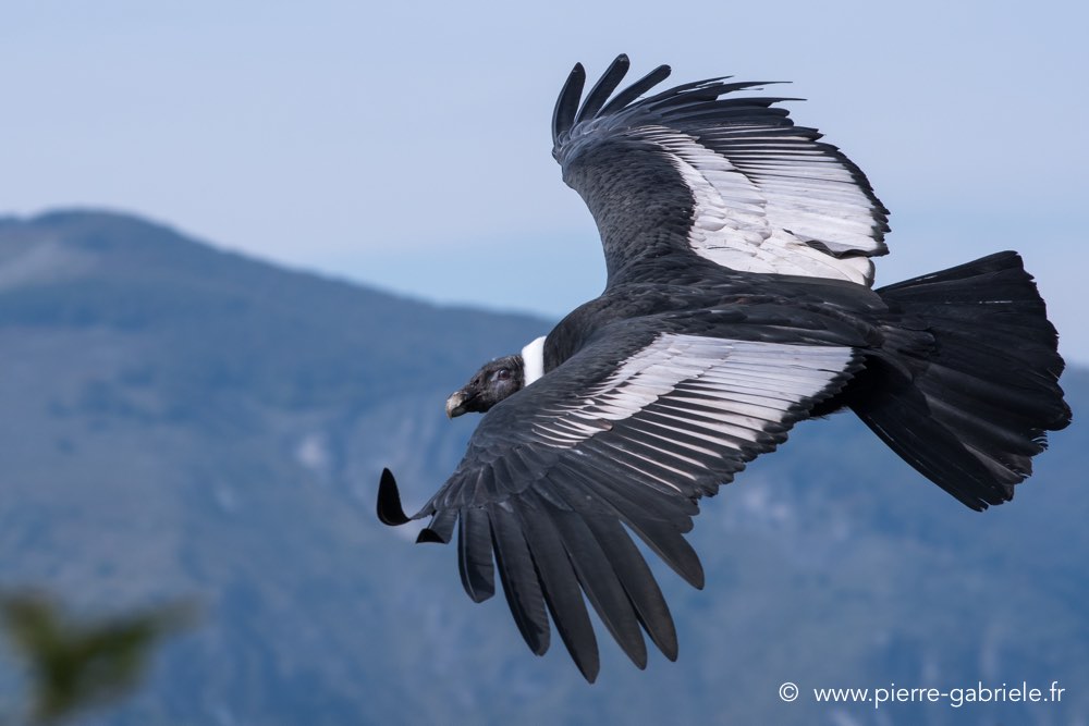 condor-d500_8593.jpg