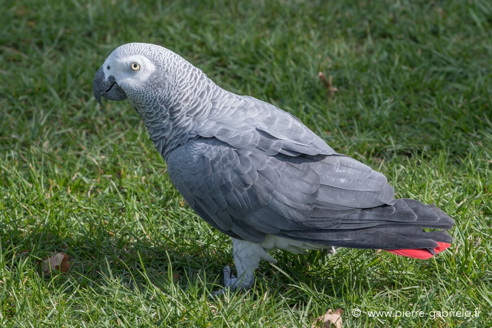 gris-du-gabon-d500_8608.jpg