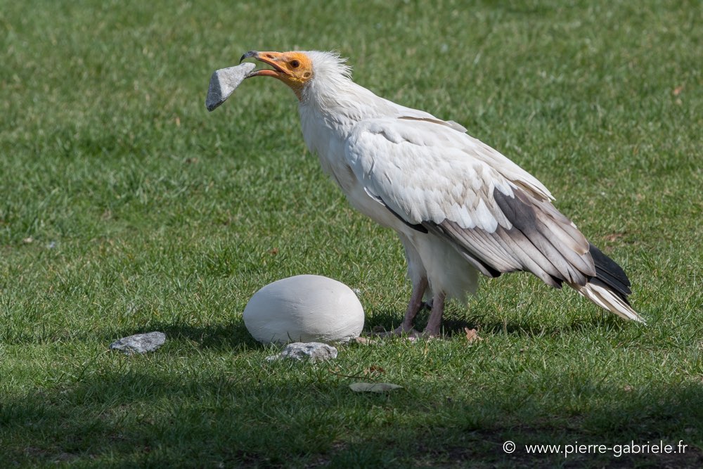 percnoptere-d500_8455.jpg