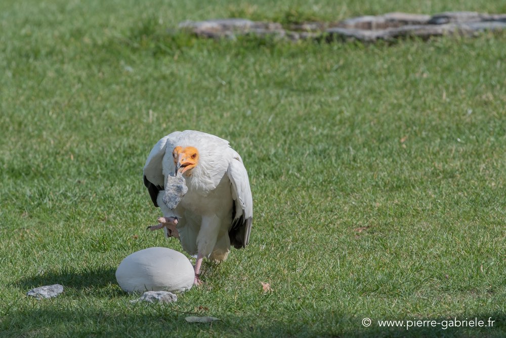 percnoptere-d500_8456.jpg