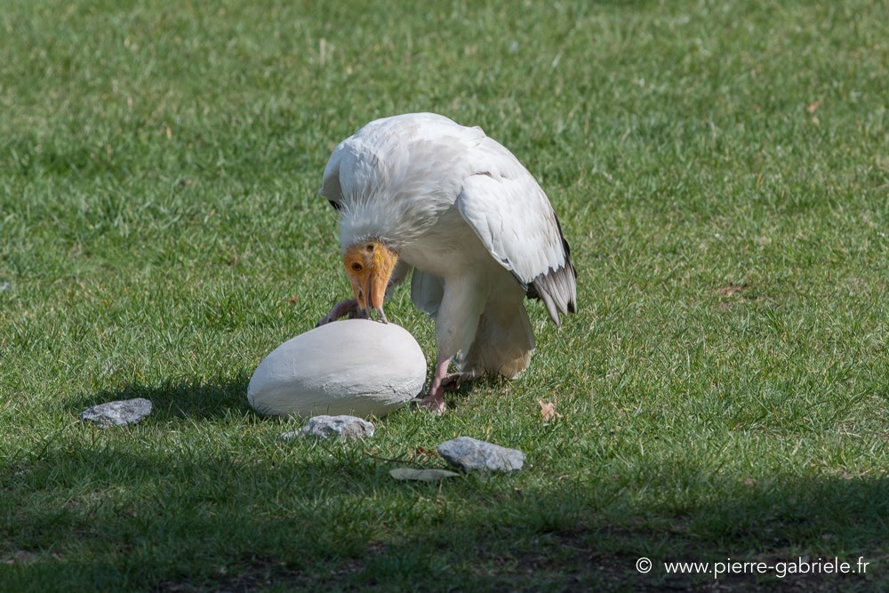 percnoptere-d500_8458.jpg