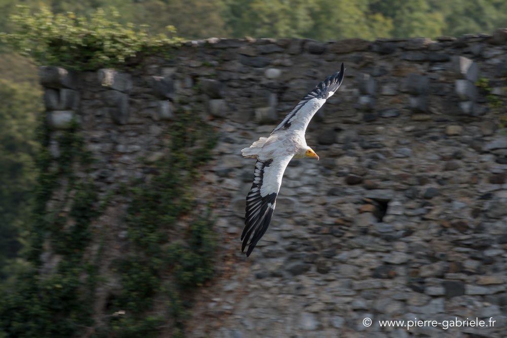 percnoptere-d500_8486.jpg