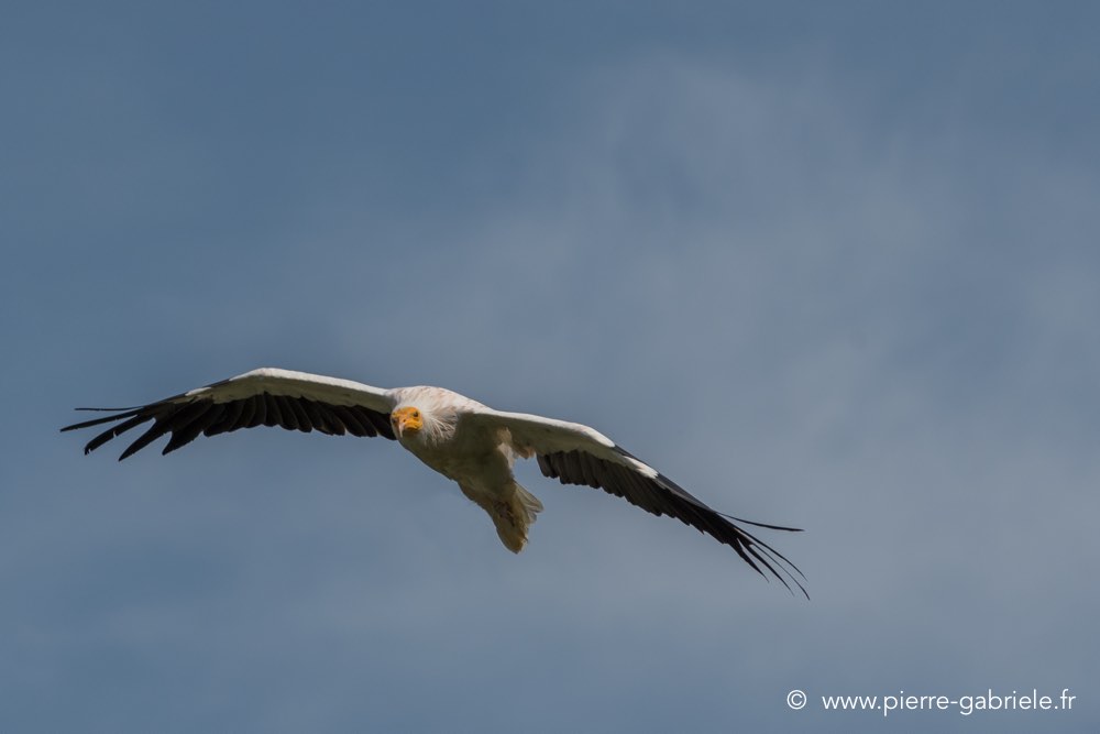 percnoptere-d500_8509.jpg