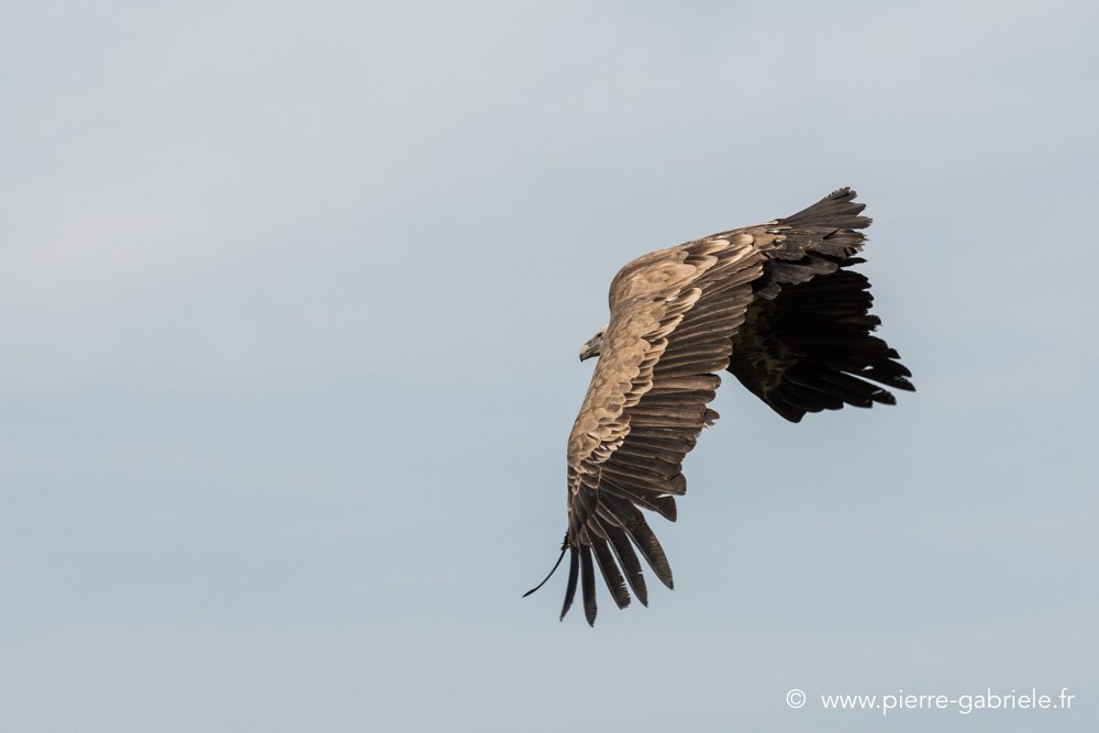 vautour-d500_8600.jpg