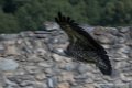 vautour-d500_8574