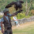 pygargue_g91_8467