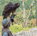 pygargue_g91_8468