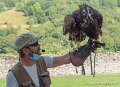 pygargue_g91_8469