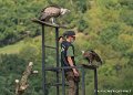 vautour-g91_8548