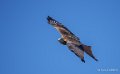 milan-royal-ga74_00184