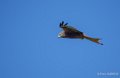 milan-royal-ga74_00196