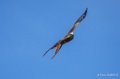 milan-royal-ga74_00214