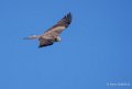 milan-royal-ga74_00217
