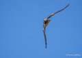 milan-royal-ga74_00218