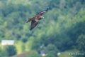 milan-royal-a73_0133